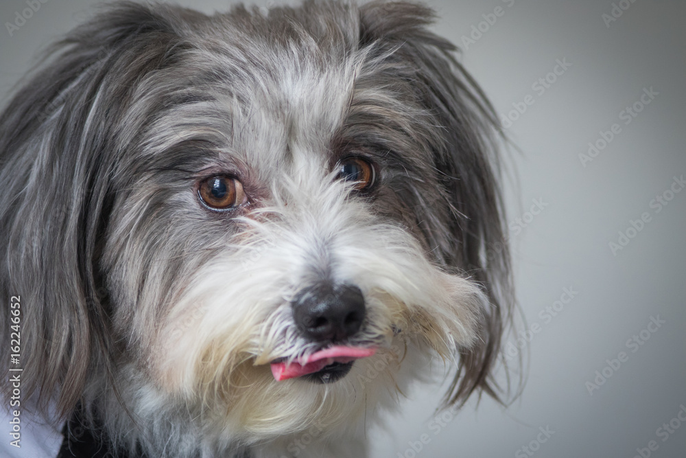 Fluffy dog licking lips Fluffy dog licking lips