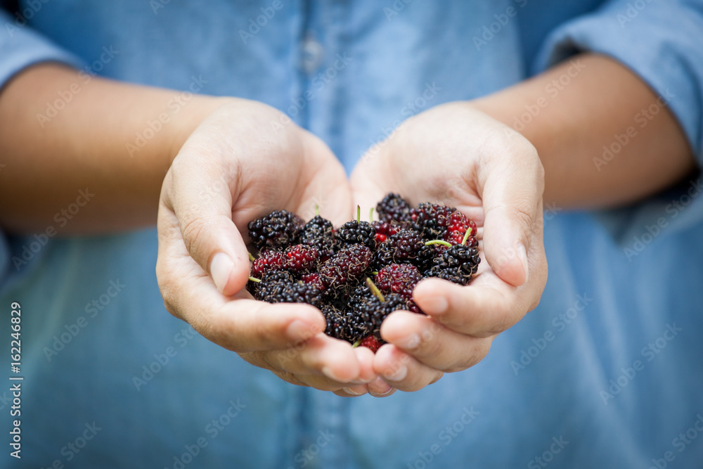 Fresh mulberry on woman hand ready to eat healthy food Fresh mulberry on woman hand ready to eat healthy food