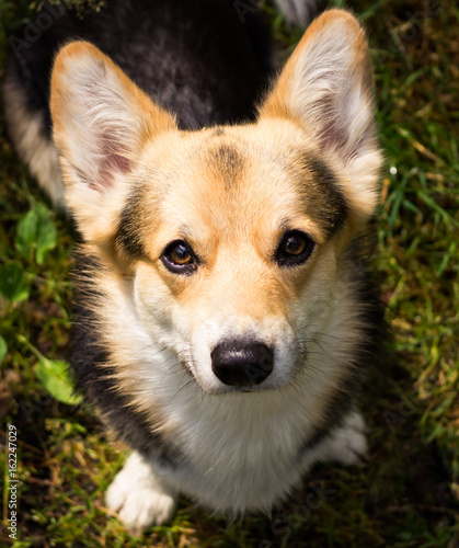Dog breed Welsh corgi pembroke for a walk in the beautiful forest.
