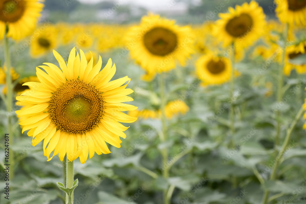 Beautiful yellow sunflower in the farm background