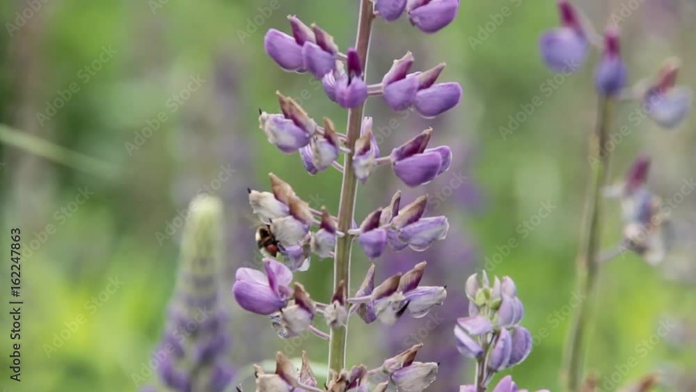 Lupin and bee bumblebee drink nectar Lupin and bee bumblebee drink nectar