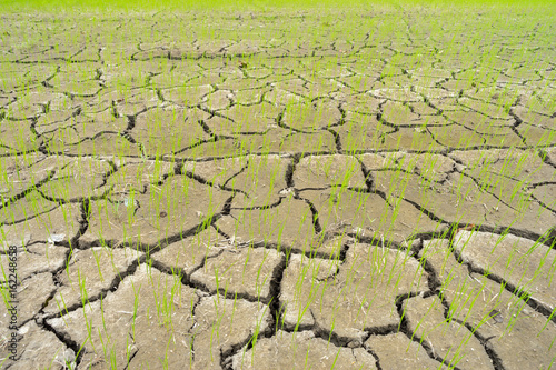Rice field drought with blue cloudy sky from climate change global warming in Low angle