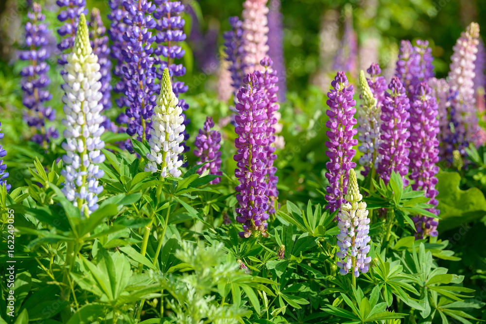 Lupinus, lupin, lupine field with pink purple and blue flowers Lupinus, lupin, lupine field with pink purple and blue flowers