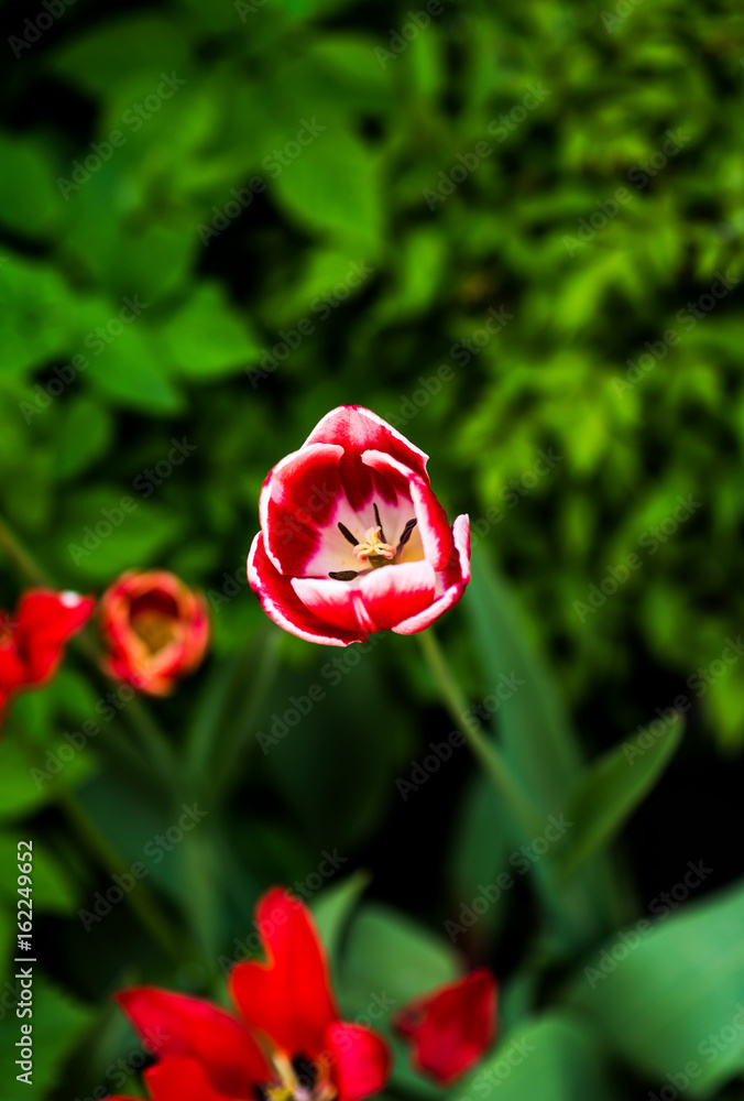red tulip in the field red tulip in the field