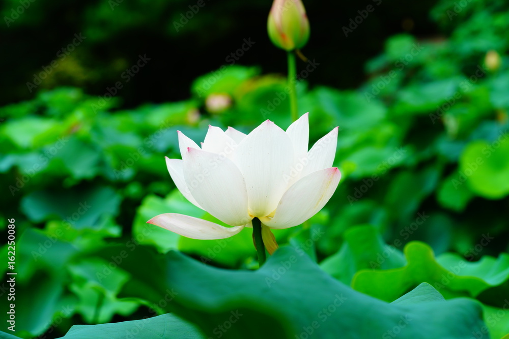 Obraz premium lotus flower