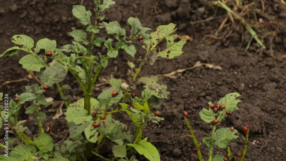 colorado beetles its larvae sitting on the leaf of potato. Spraying of plants against insects colorado beetles its larvae sitting on the leaf of potato. Spraying of plants against insects