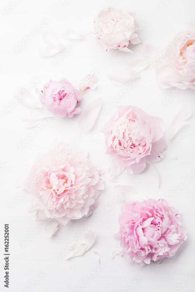 beautiful pink peony flower background beautiful pink peony flower background
