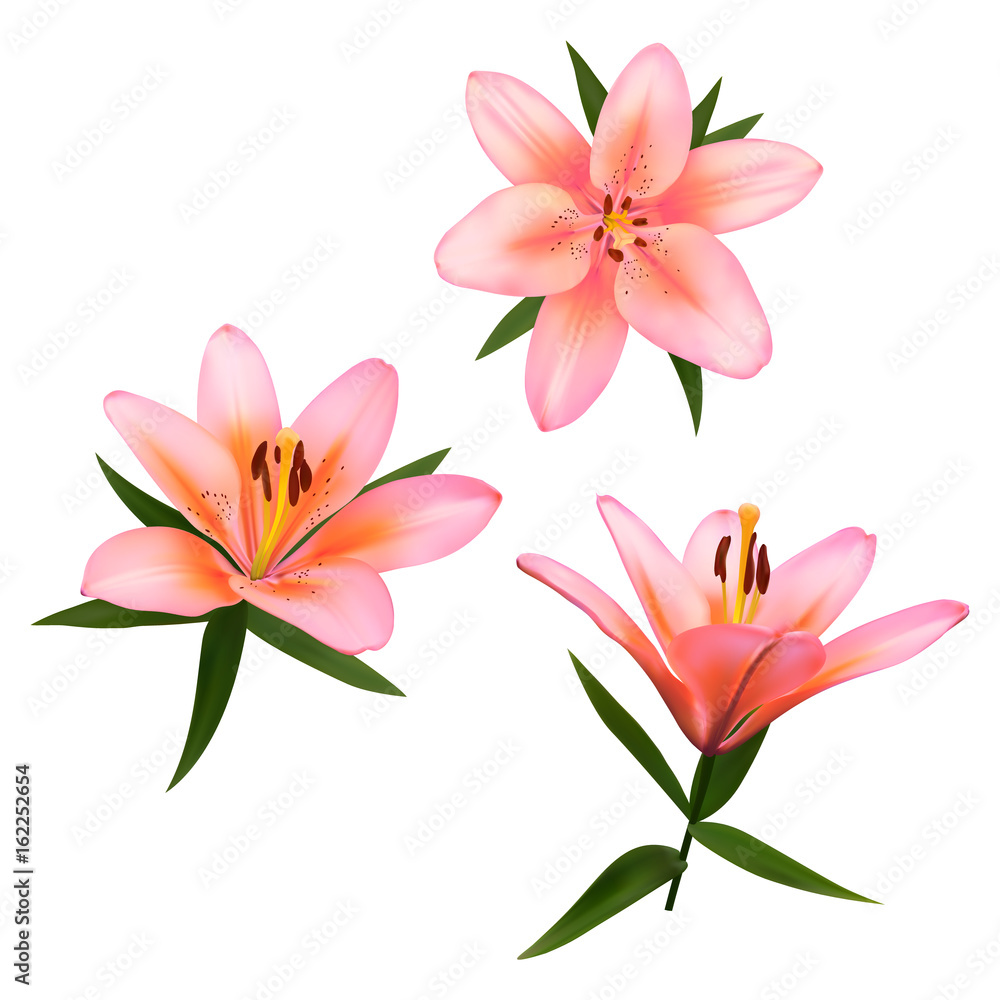 Realistic vector flowers set. Bouquet of pink lilies. Isolated vector illustration on white background. Realistic vector flowers set. Bouquet of pink lilies. Isolated vector illustration on white background.