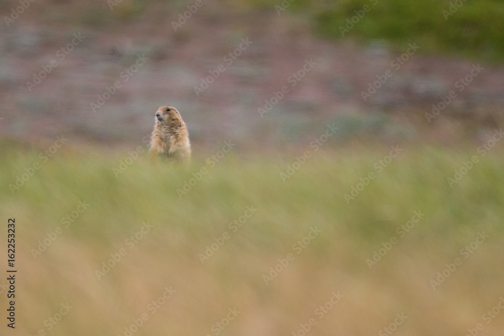 Prairie Dogs of Theodore Roosevelt National Park 