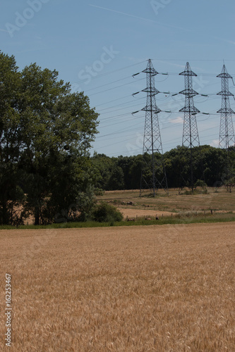 champ de blé avec arbre et pilones electriques
