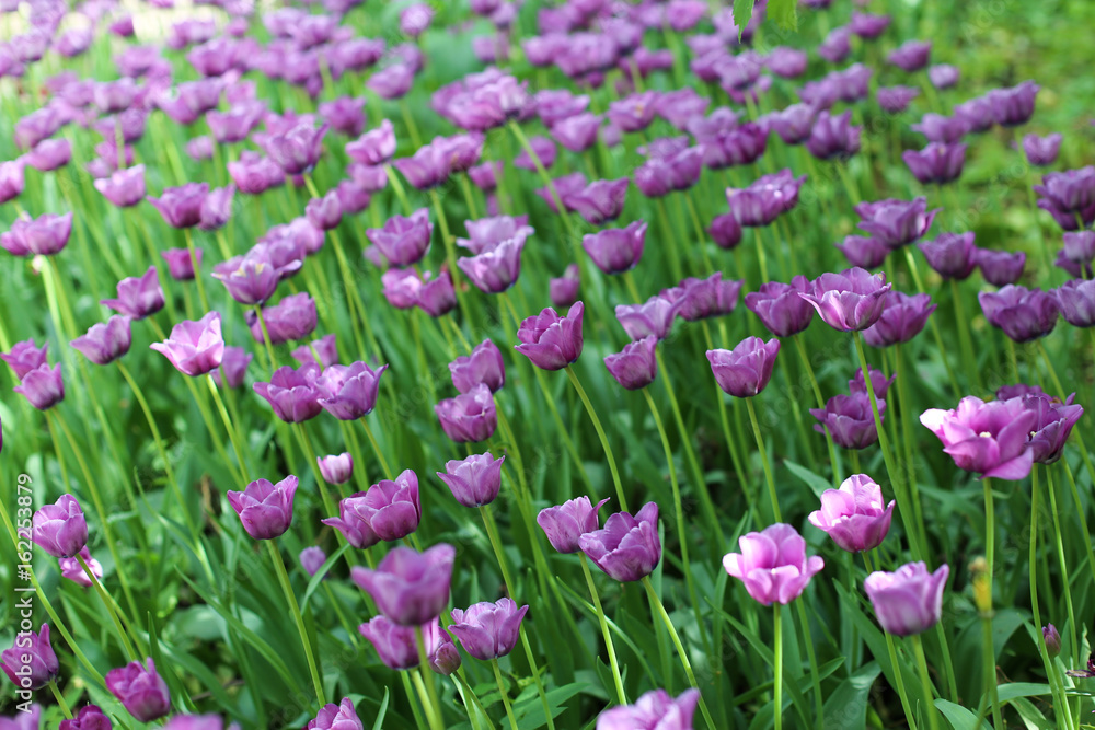 Violet tulips flowerbed