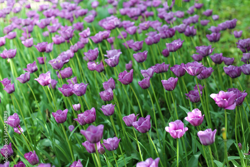 Violet tulips flowerbed