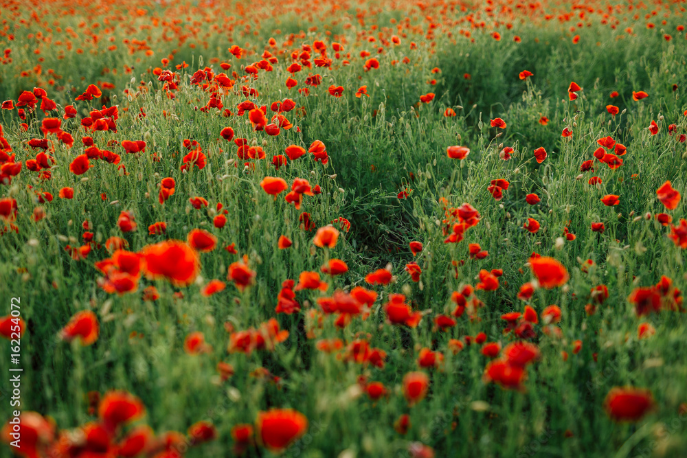 Field of fresh poppies at sunset in the South
