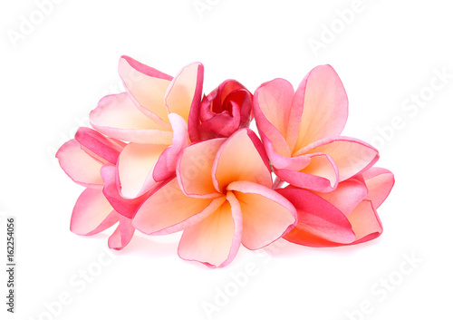 frangipani  plumeria  isolated on white background