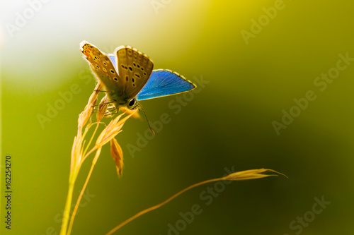 Blue butterfly in sun ray causes shadow