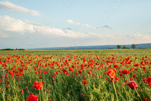 Blossoms of poppies in the fields in the South of Russia