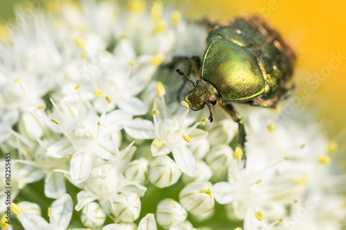 Green beetle brantovka closeup on the flowers. Selective focus.