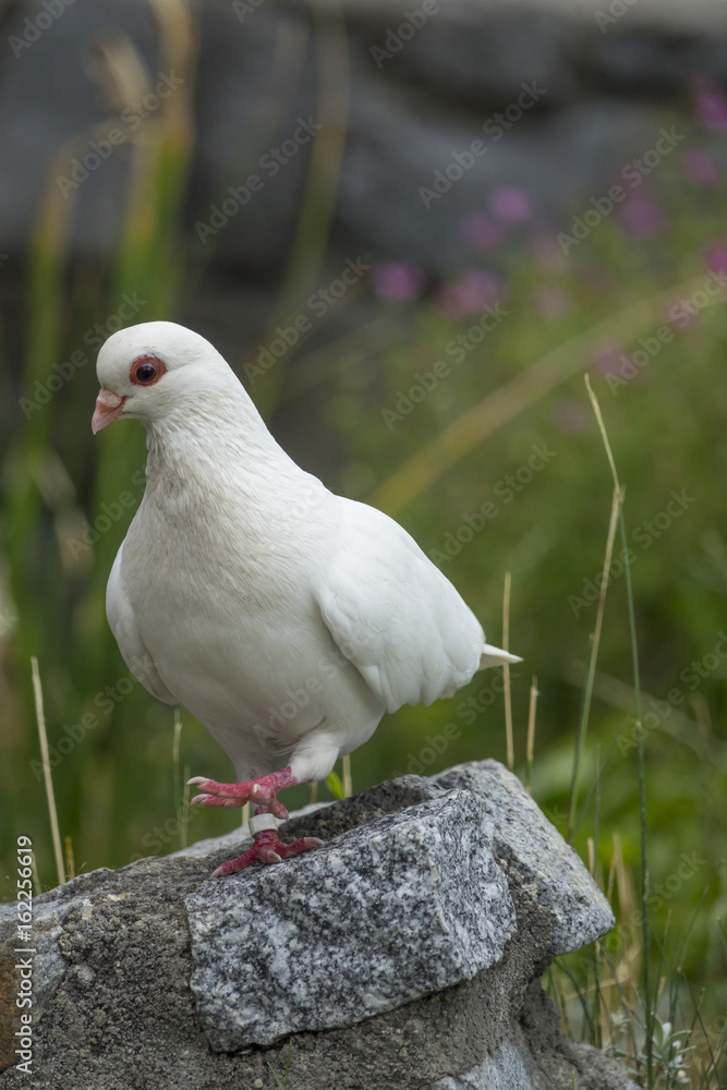 white pigeon