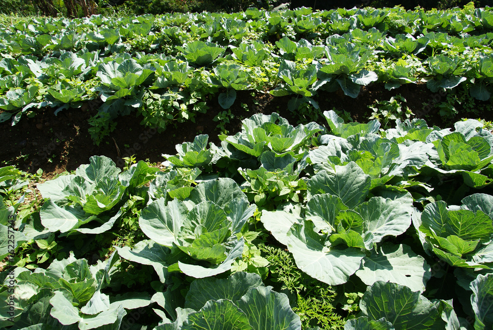 Green cabbages farm, Cabbage garden, Fresh cabbages Green cabbages farm, Cabbage garden, Fresh cabbages