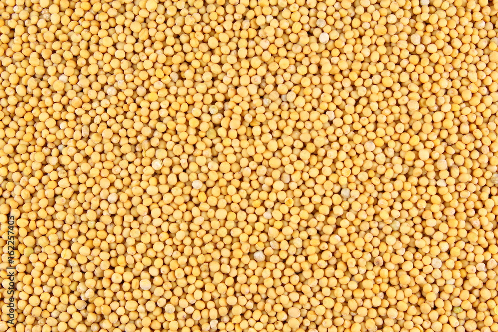 white mustard seeds closeup food background texture white mustard seeds closeup food background texture