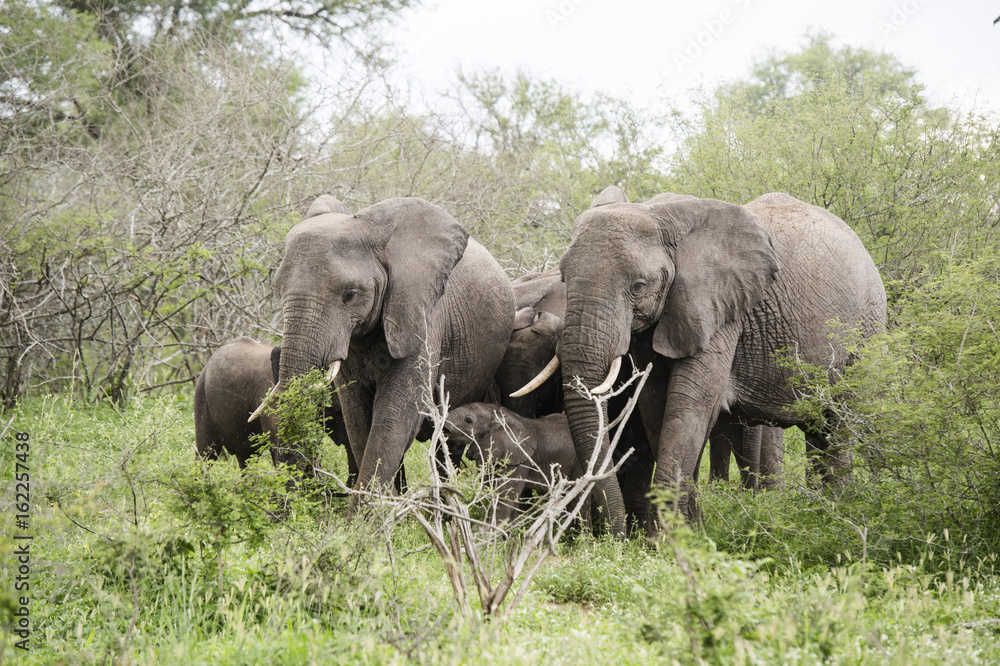 Obraz premium Elephants 