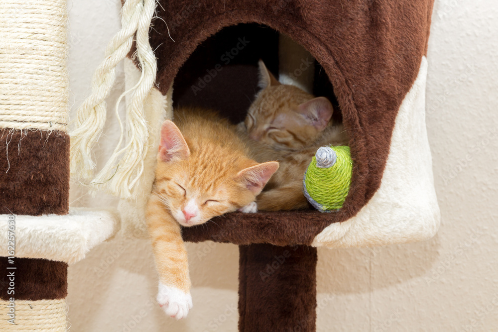 Fototapeta premium two sleeping kittens on a cat tree
