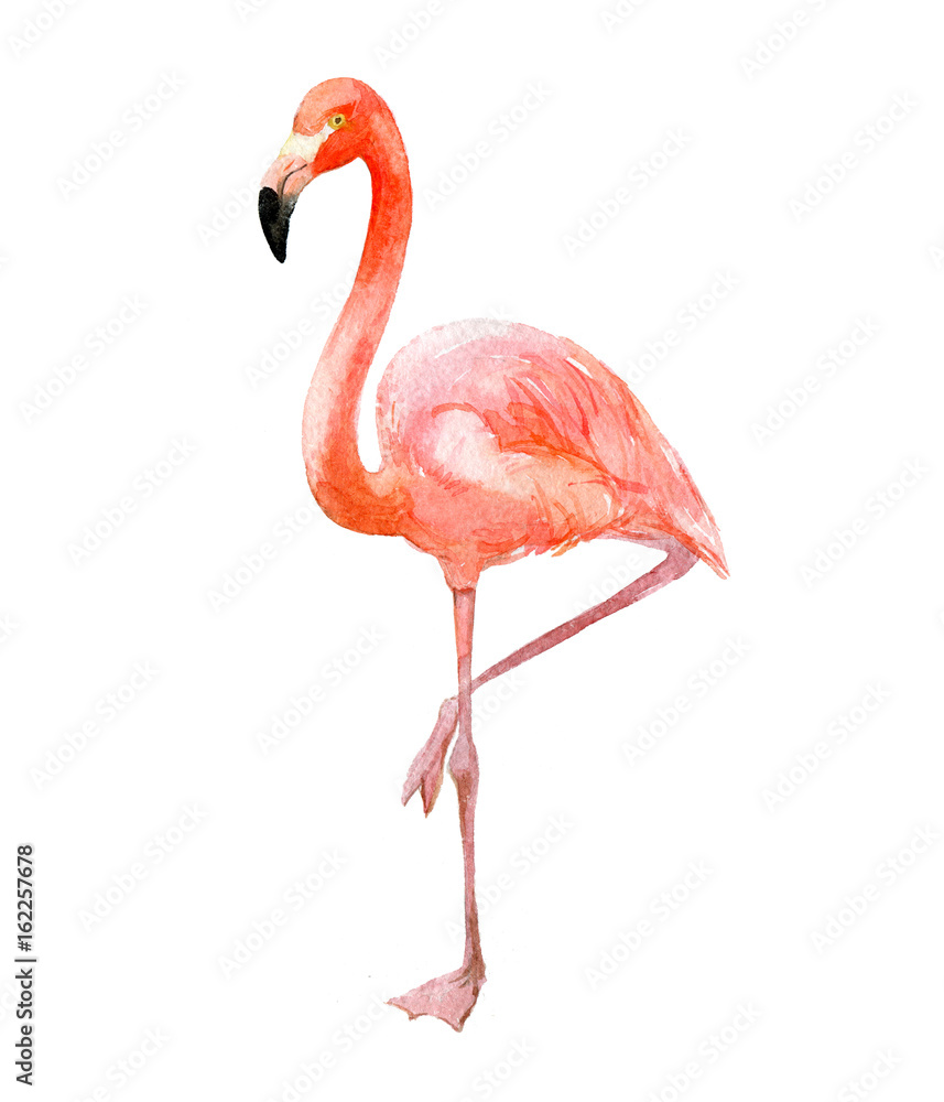 Fototapeta premium Różowy flaming, na białym tle, akwarela ilustracja