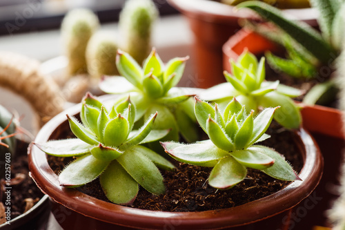 little sprout of a cactus close