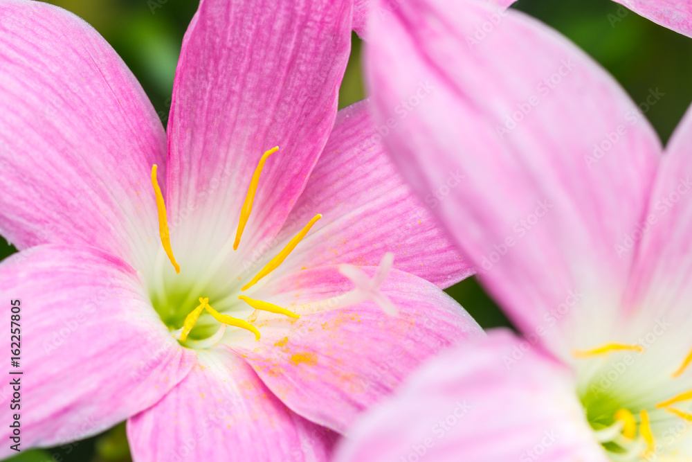 Abstract background of pink flower petals, Zephyranthes rosea, Rain Lily. Abstract background of pink flower petals, Zephyranthes rosea, Rain Lily.