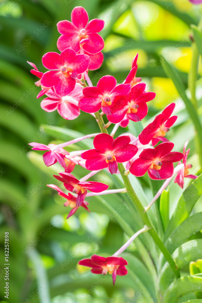 Obraz premium Beautiful red orchid, Ascocenda.