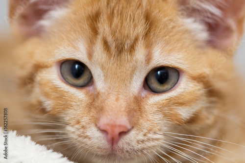 Close up of a cute red kitten