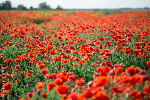 Blossoms of poppies in the fields in the South of Russia