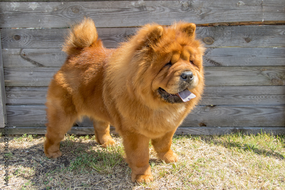 Yellow chow-chow stands on the background of a wooden shield. Yellow chow-chow stands on the background of a wooden shield.