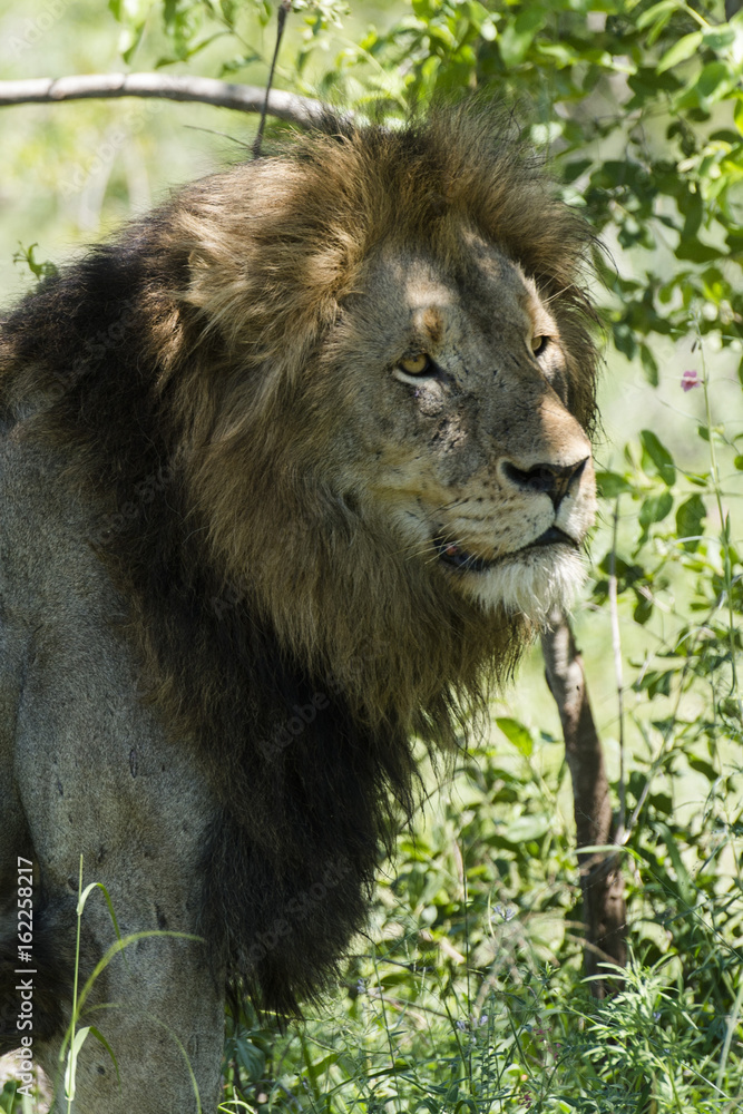 Fototapeta premium Lion