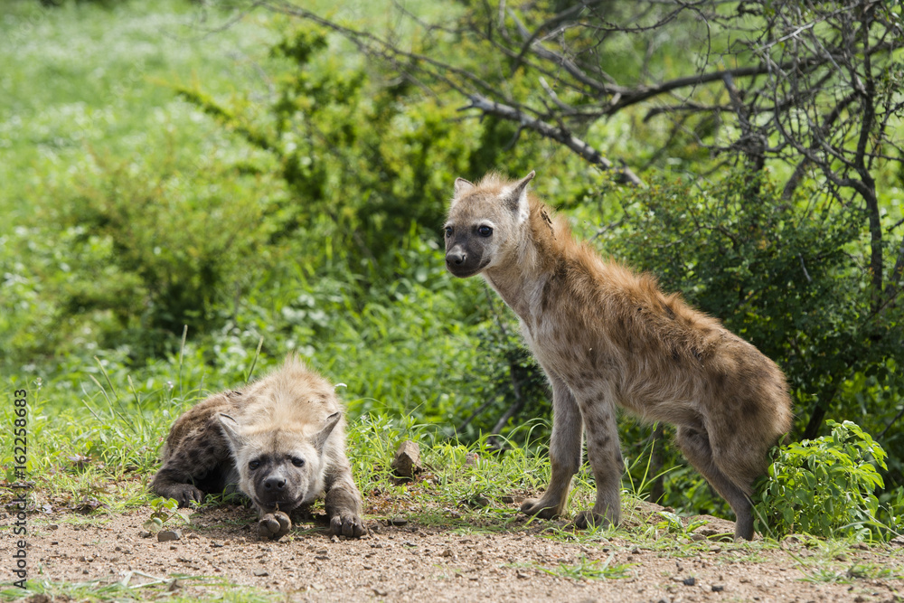 Obraz premium Hyena