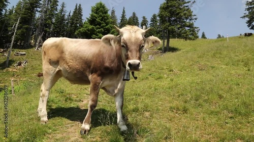 Young cow photo