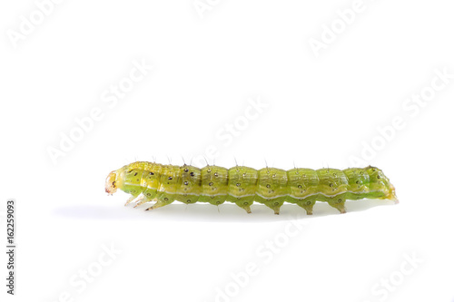Green caterpillar on white background