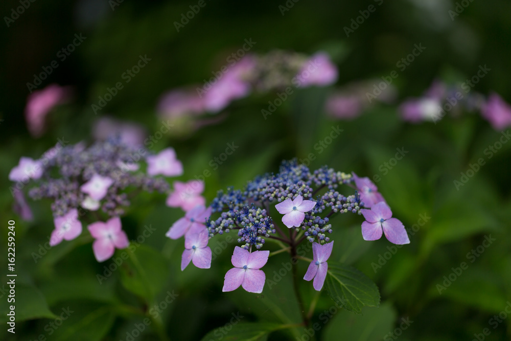 紫陽花 紫陽花