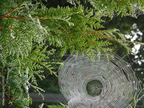 Spinnennetz im Lebensbaum
