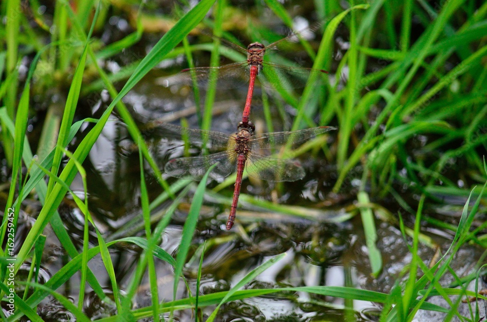 Coupling of red dragonflies, in flight and near water Coupling of red dragonflies, in flight and near water