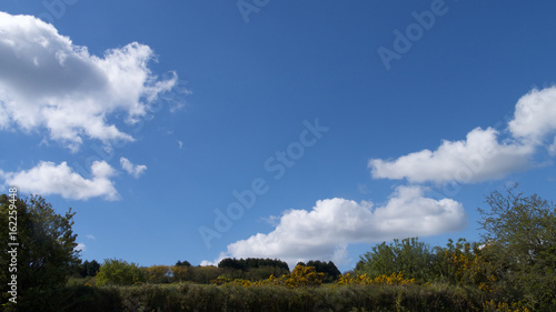 Healthy hedge-row, with bright blue sky with clouds