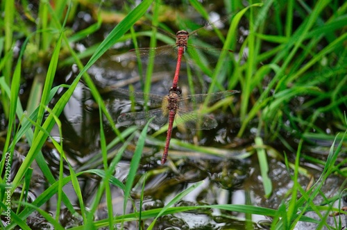 Coupling of red dragonflies, in flight and near water