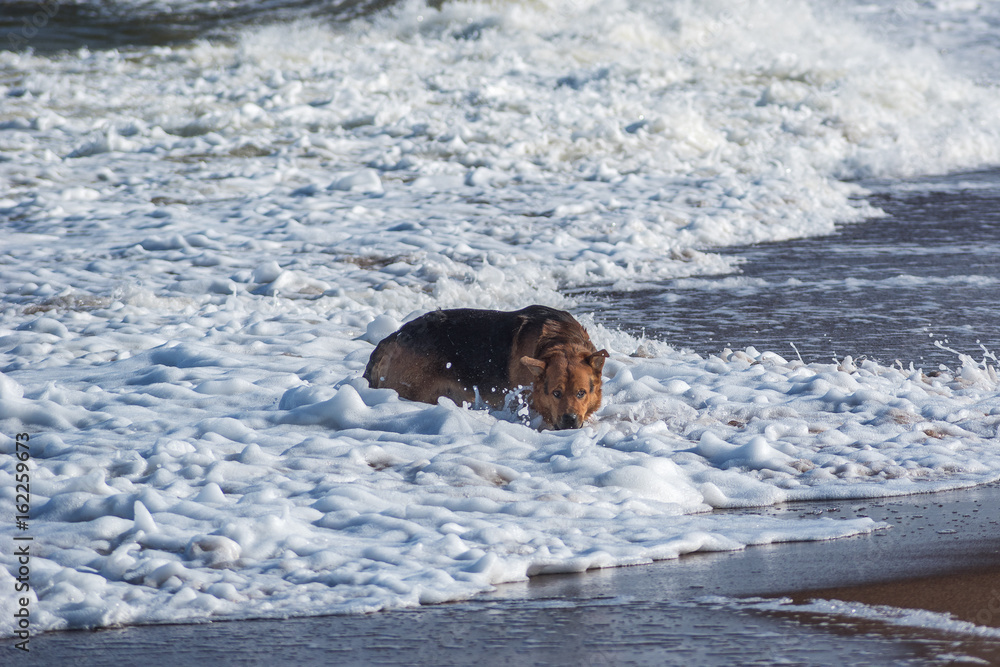 Fototapeta premium Dog in foamy sea waves.