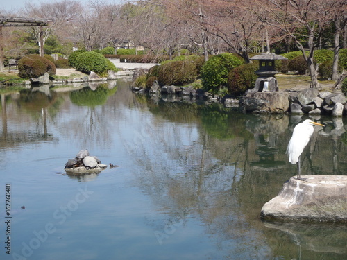 japanese garden with pond with turtles and a white great egret (Kyoto - Japan)