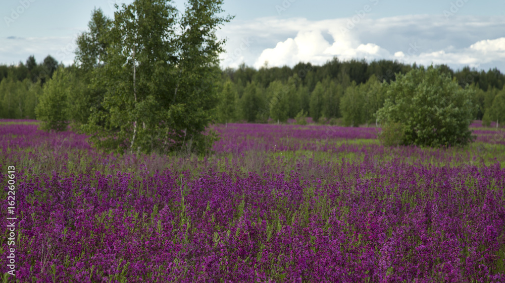 meadow with beautiful wild flowers in the summertime meadow with beautiful wild flowers in the summertime