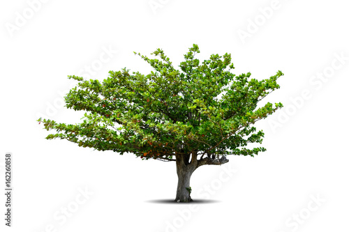 Canvas Print Isolated beach almond tree