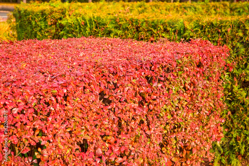 A hedge of tightly trimmed bushes of black-fruited cotoneaster (Cotoneaster melanocarpus) with reddened leaves in the fall