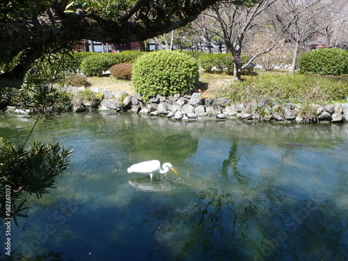A white great egret fishing in a japanese pond (Kyoto - Japan) 