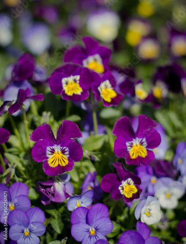 Pansy flowers at Doi Inthanon, Thailand