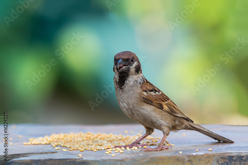 Eurasian Tree Sparrow or Passer montanus, beautiful bird was eating some yellow food on stone.